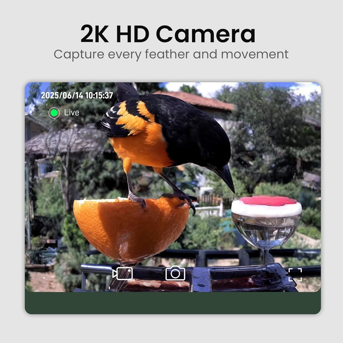 Bird Feeder with Camera Solar Powered, 2K HD Video, AI Bird ID
